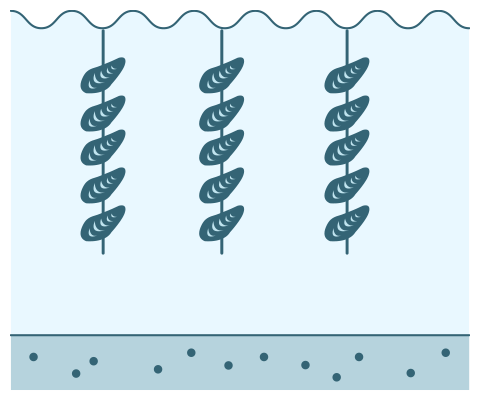 図：カキもよく育ち、海水を浄化