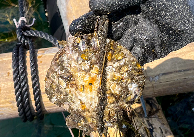 黒鯛（チヌ）に食べられた牡蠣の写真